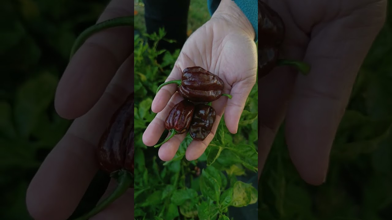 Bemutatjuk a Chocolate Habanero-t avagy ahogy itthon hívjuk: a Csoki Habanero
