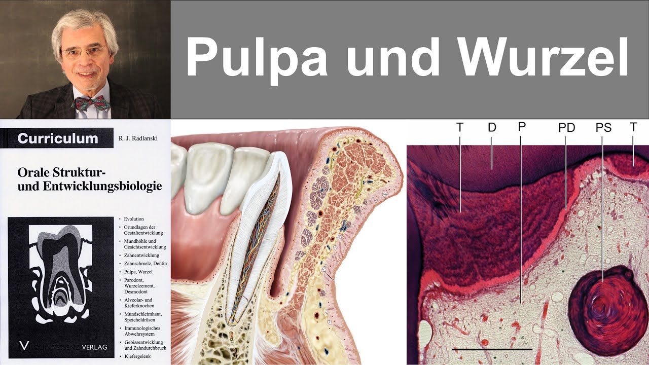 9 Pulpa und Wurzel