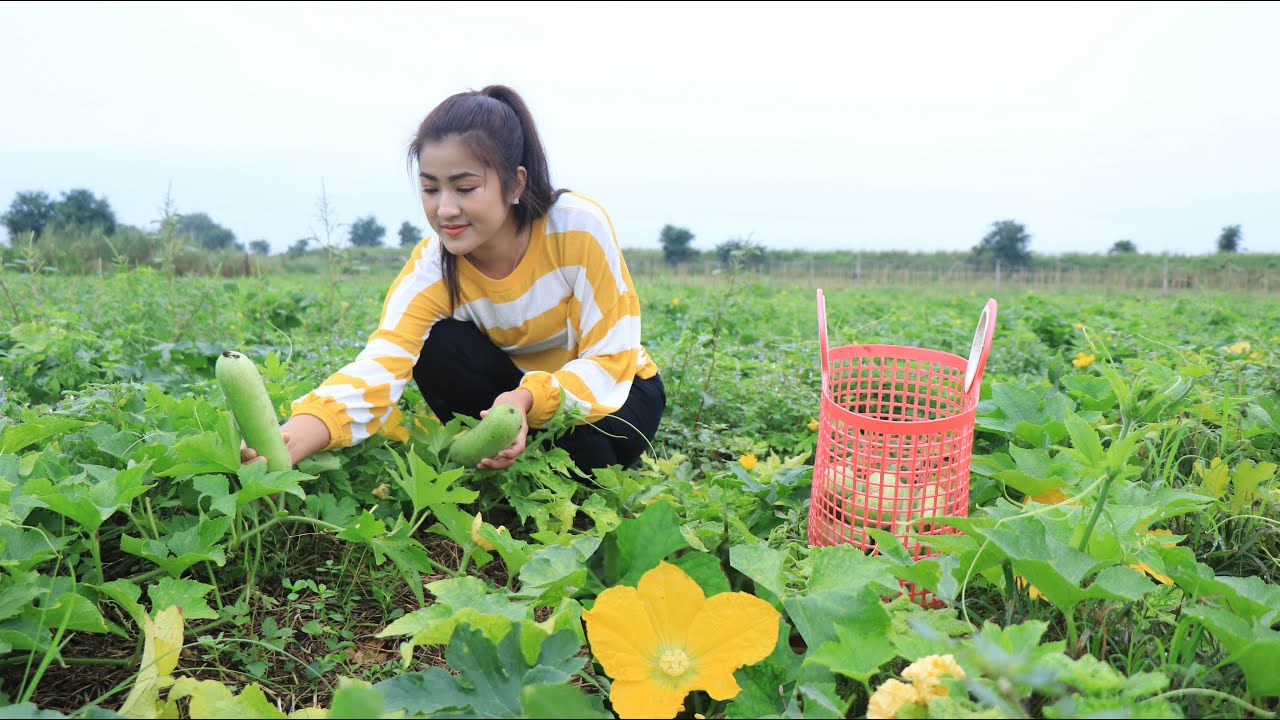 Pick Winter Melon In My Village / Healthy Winter Melon Soup Recipe