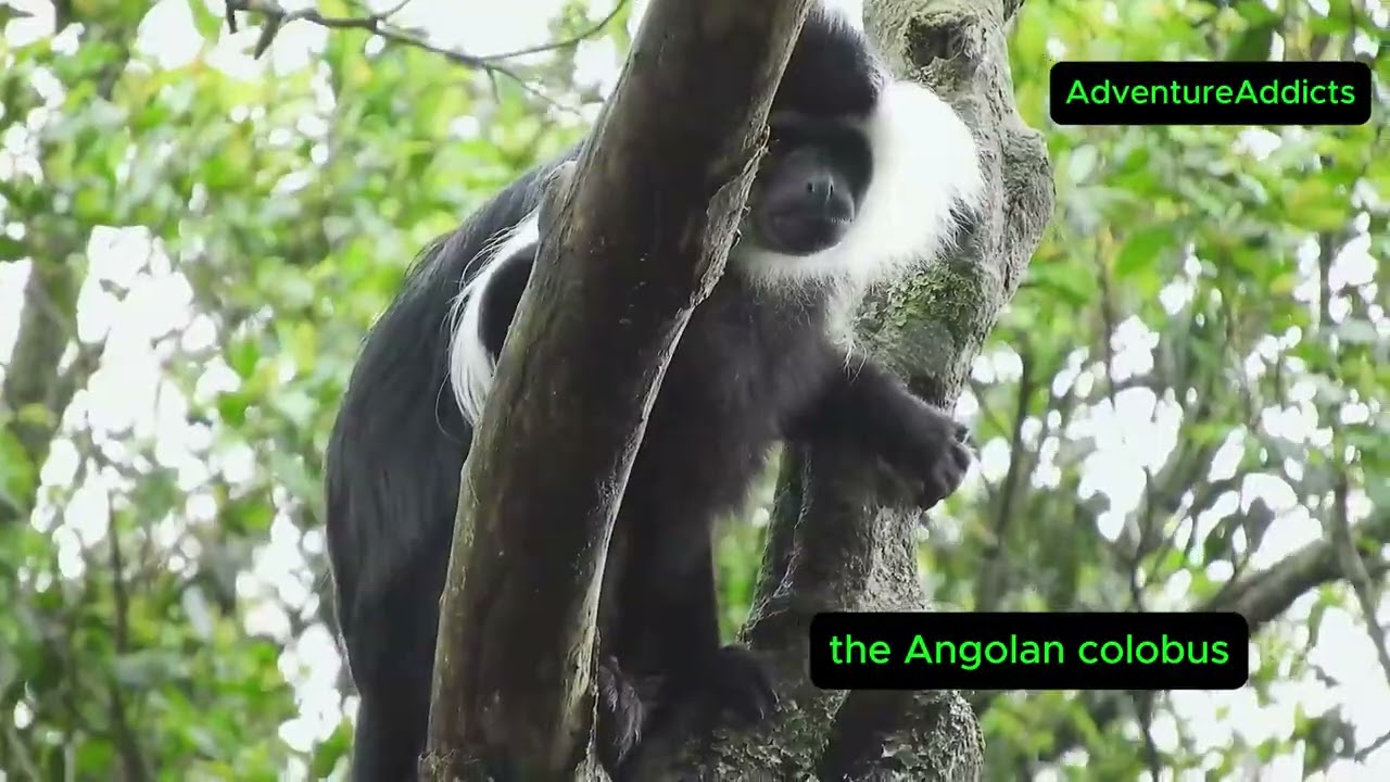 The Green Heart of Kenya: Exploring the Miraculous Kakamega Forest!
