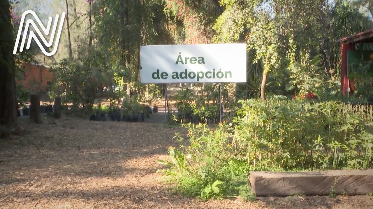 Puede adoptar un arbolito a un costado del Bosque Los Colomos, en Zapopan | Jalisco Noticias