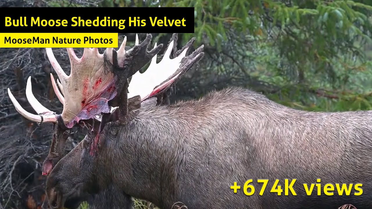 Bull Moose Shedding His Velvet
