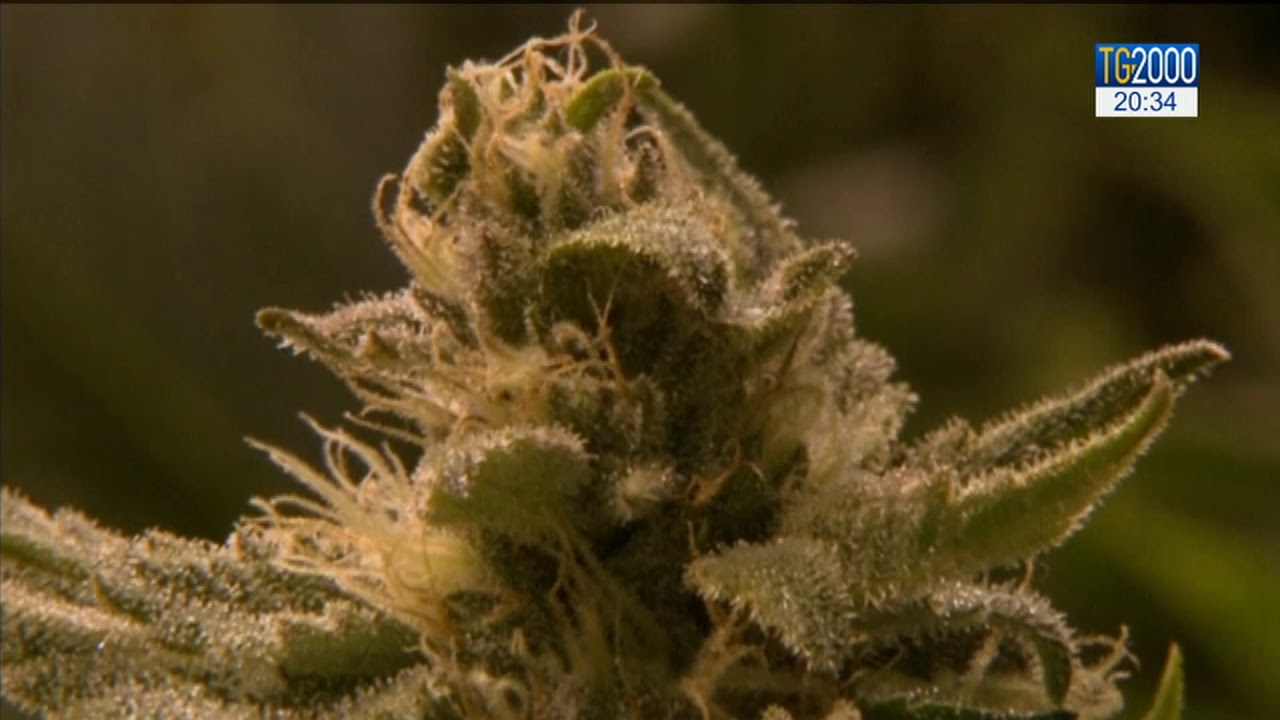 Cassazione: &egrave; reato commercializzare derivati cannabis light