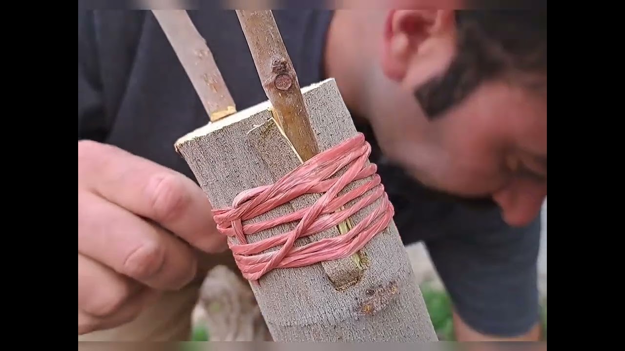 fig grafting, grafting fig, پیوند درخت انجیر,انجیر,پیوند شکمی,پیوند شکمی درخت انجیر,آموزش پیوند