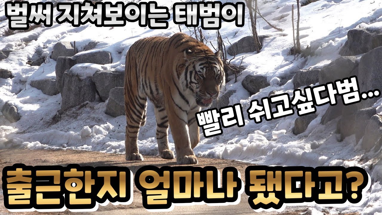 (4K) 바짝 열심히 근무하고 일찌감치 평상행하는 태범이 - 백두대간수목원 / 한국호랑이 / 호랑이숲