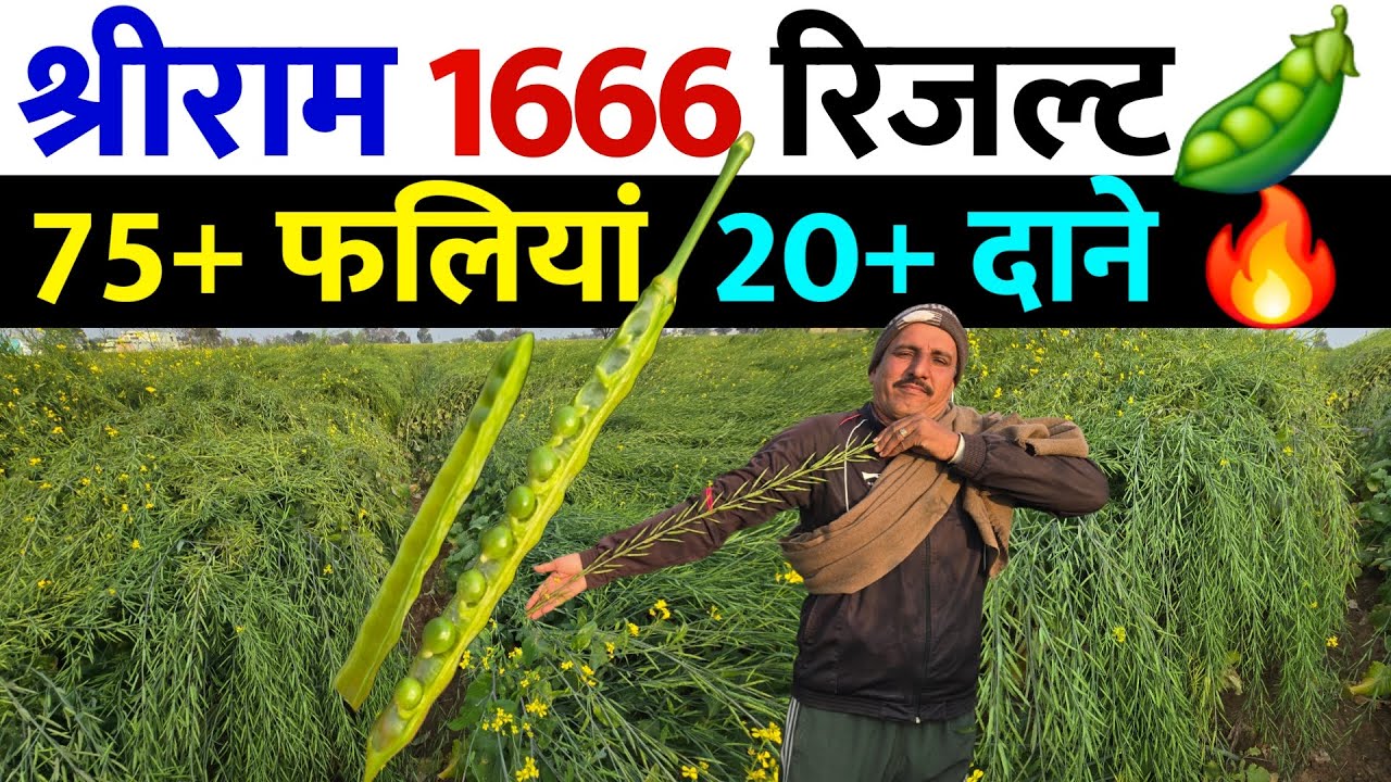 श्रीराम 1666 का रिजल्ट | 20+ दाने 75+ फलियां 🫛🔥 | Sarso Variety ka Result 2026 | Dear Kisan ☘️