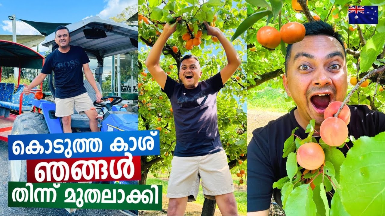 Eating Unlimited Fruits by Visiting Australian Fruit Farm ഒരു ഓസ്‌ട്രേലിയൻ ഫാം ടൂർ with 450+ Fruits
