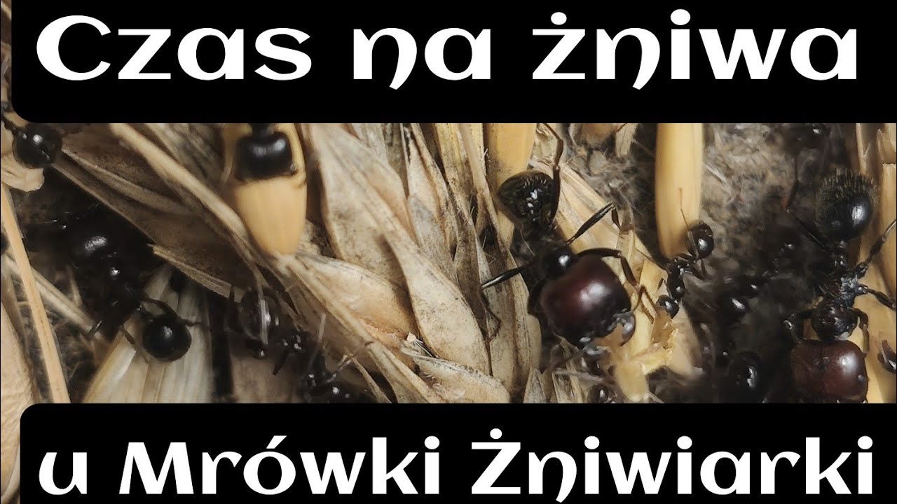 Żniwa u moich mr&oacute;wek Messor barbarus 🐜