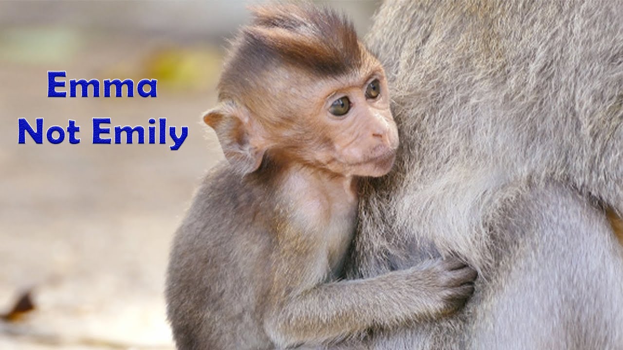 Is It The Same Between Baby Monkey Emma And Emily? As Noticing Emily Likes More Independent But Emma