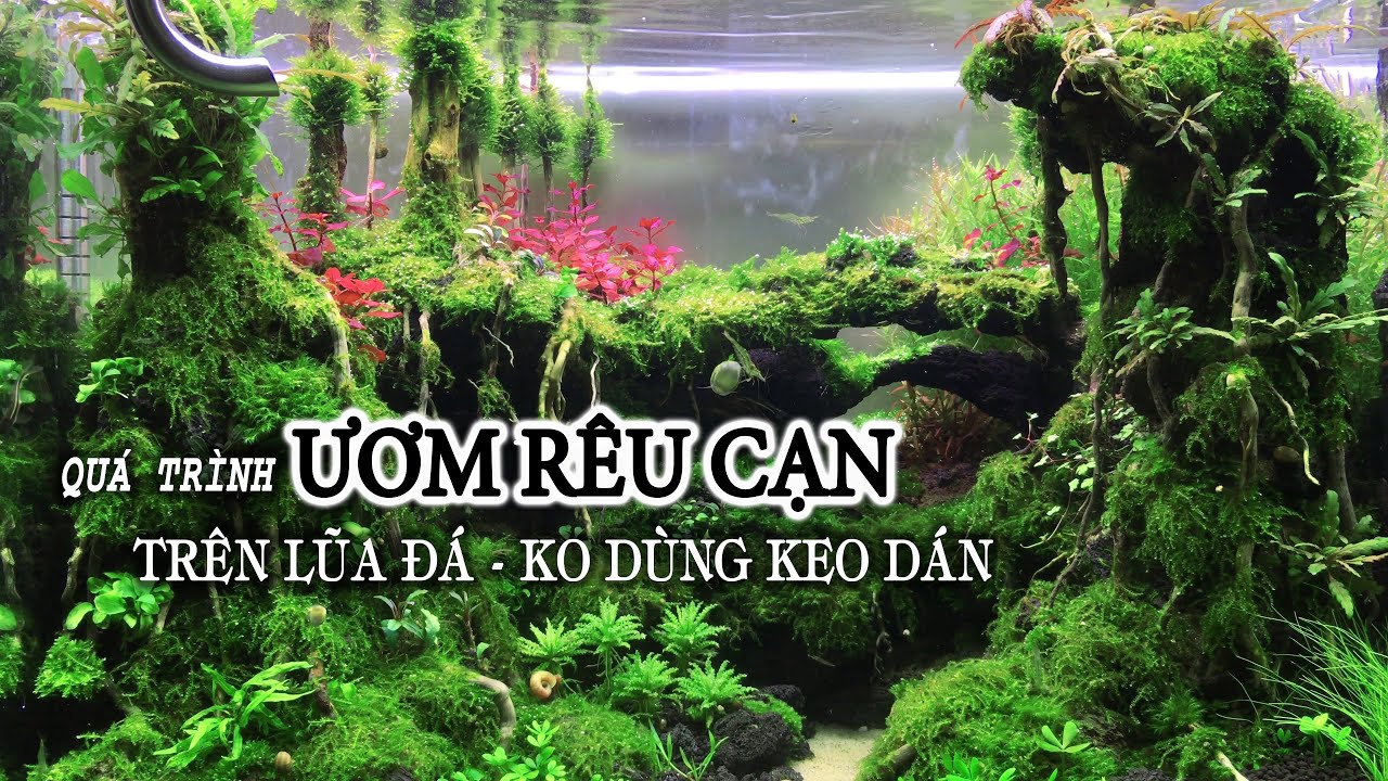QUÁ TRÌNH ƯƠM CẠN các Loại RÊU thủy sinh trên Lũa Đá, KHÔNG dùng Keo Dán #kenhthuysinh p21