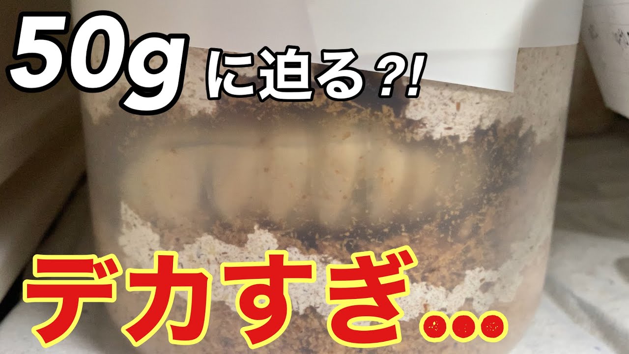 50gに迫るオオクワ幼虫が出てきました…。理想の菌糸交換のタイミングも解説⁉