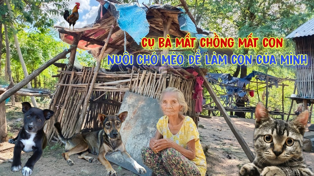 Cụ bà nuôi chó mèo làm con, sống trong ngôi nhà rách nát giữa rừng núi hoang vu - tập 571