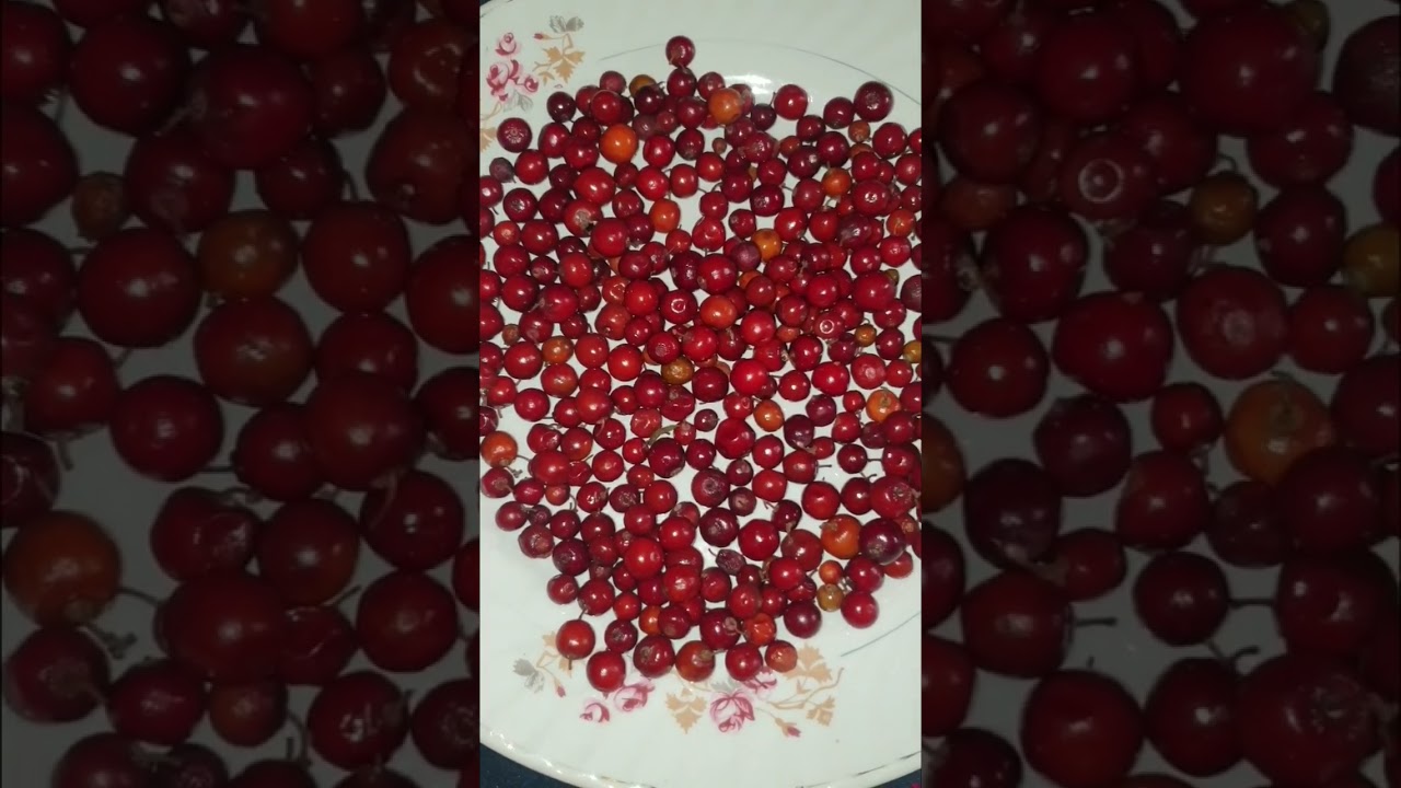 Ber/Red Berry | Shaziya Official