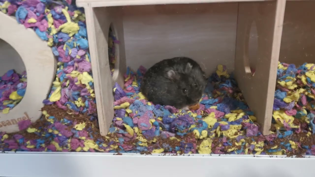 Hamster in underground hideout 