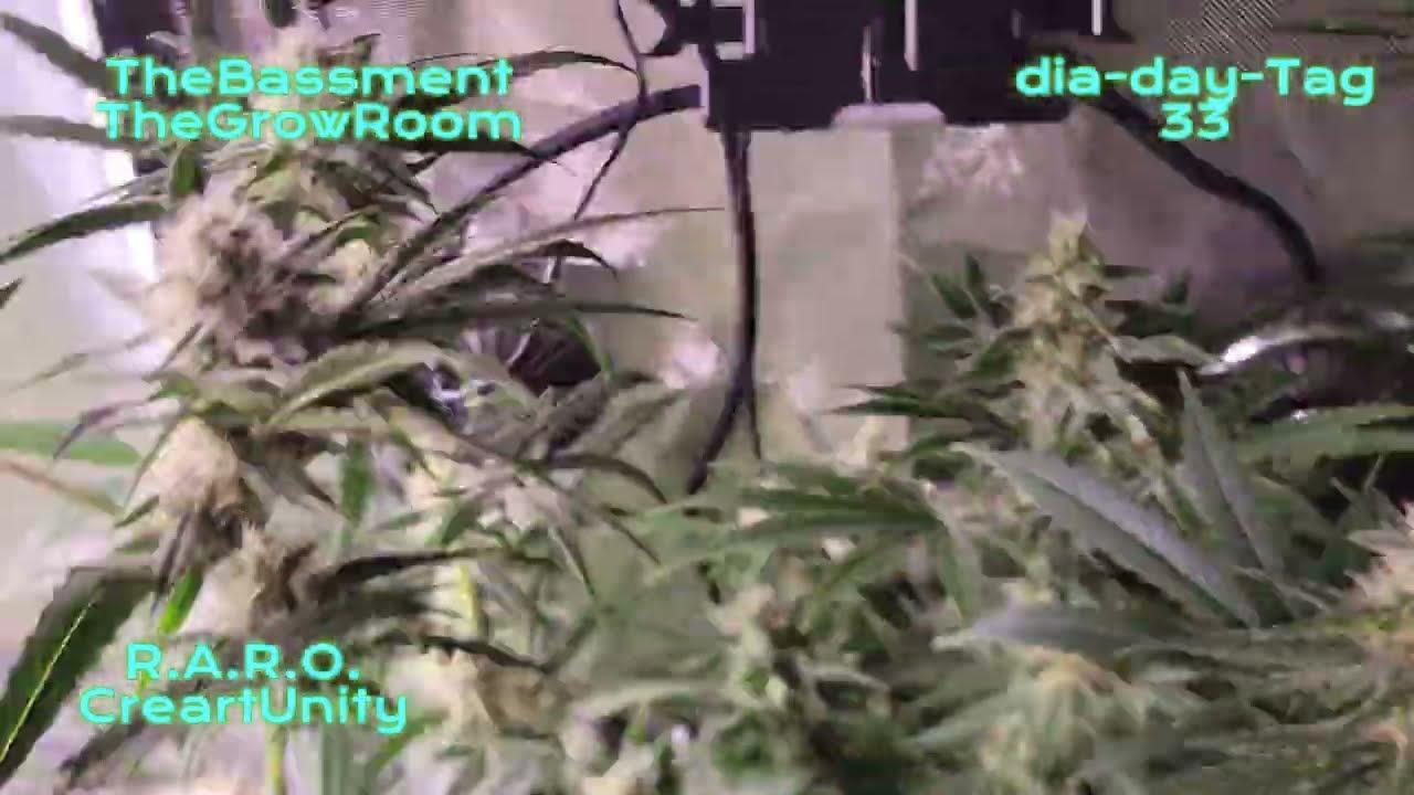 Orange Bud (Dutch Passion): 1a cosecha (d&iacute;as 28 y33 de floraci&oacute;n)