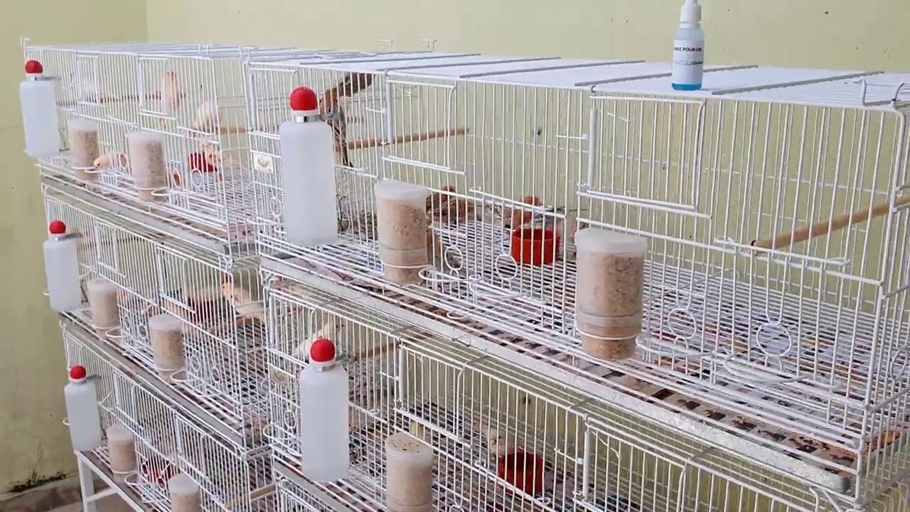 É NECESSÁRIO VACINAR OS CANÁRIOS ?
