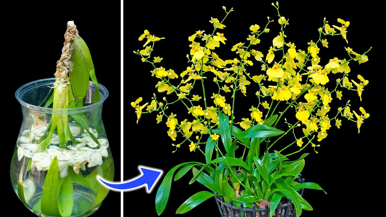 Urgent! Just 1 Cup Makes The Whole Orchid Garden Explode