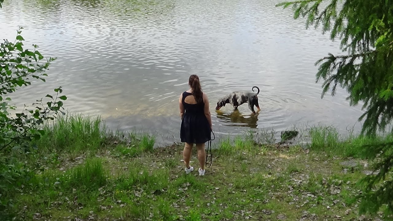 Dobermann koulutus, aikuinen kodinvaihtaja dobberi koulutuksessa,  Koirakoulu Homeetta