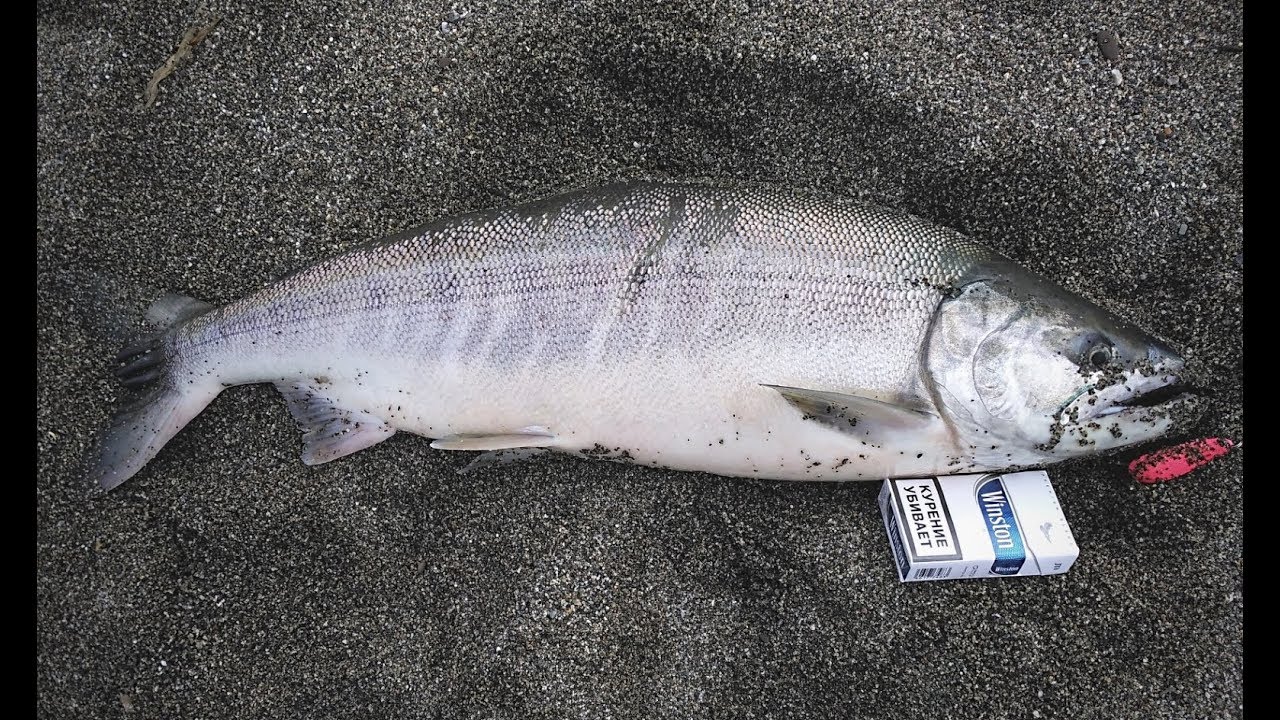 Yamaga Blanks Ballistic 85/12 EVO vs 4,7 kg Chum Salmon