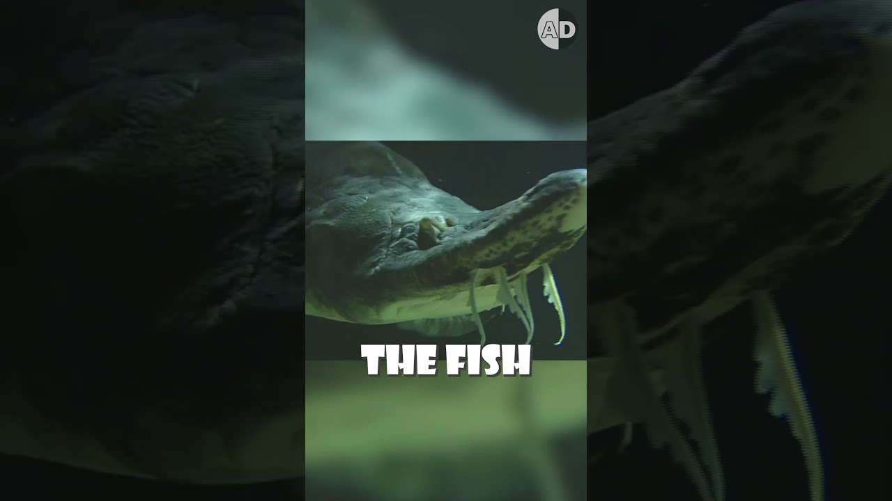 Революция в производстве икры: новаторский метод добычи без убийства 🐟✨