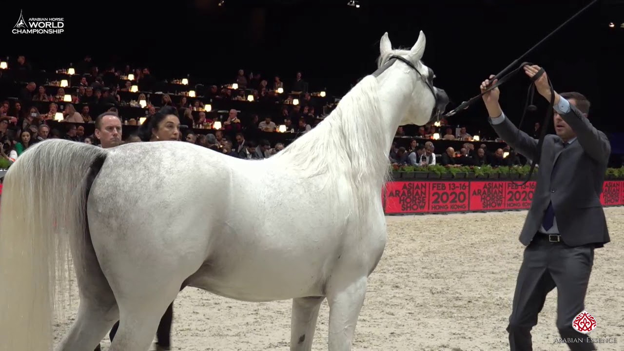 N 135 WORTEX KALLISTE   Paris 2019   Senior Stallions Class 6A