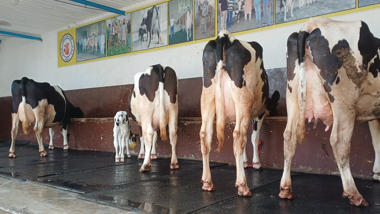 ਵੱਛੀਆ ਵਾਲੀਆ ਗਾਵਾਂ ਵਿਕਾਊ,ਦੁੱਧ 25 ਤੋ 35 ਲੀਟਰ, 98784-48264 and 94782-63916 