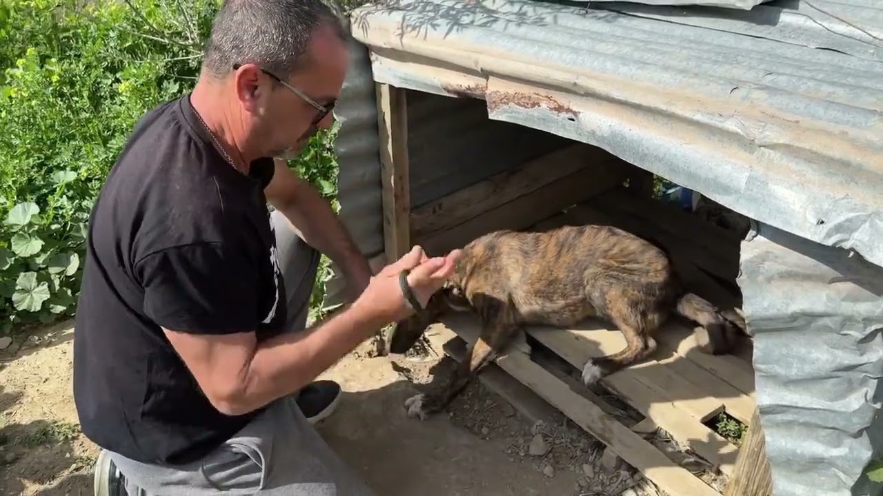We Rescued A Scared Dog From The Chain! - Takis Shelter