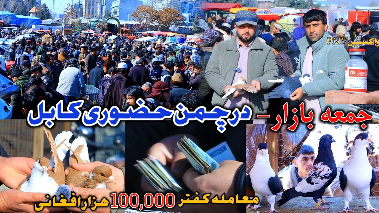 جمعه بازار چمن حضوری کابل | معامله کفتر یک لگ افغانی- مستند خرید و فایده چند برابر | واکسین پی ام وی