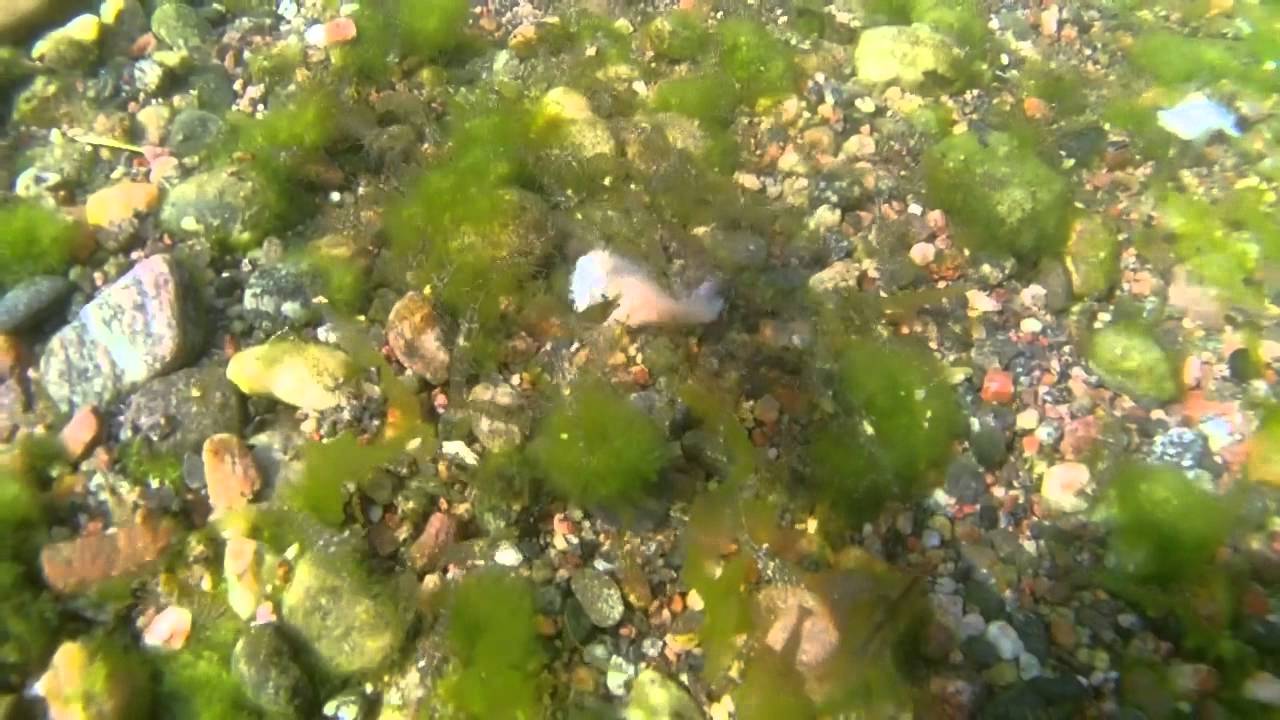 Sukelluskalastus päiväretki Kemiön saaristossa.