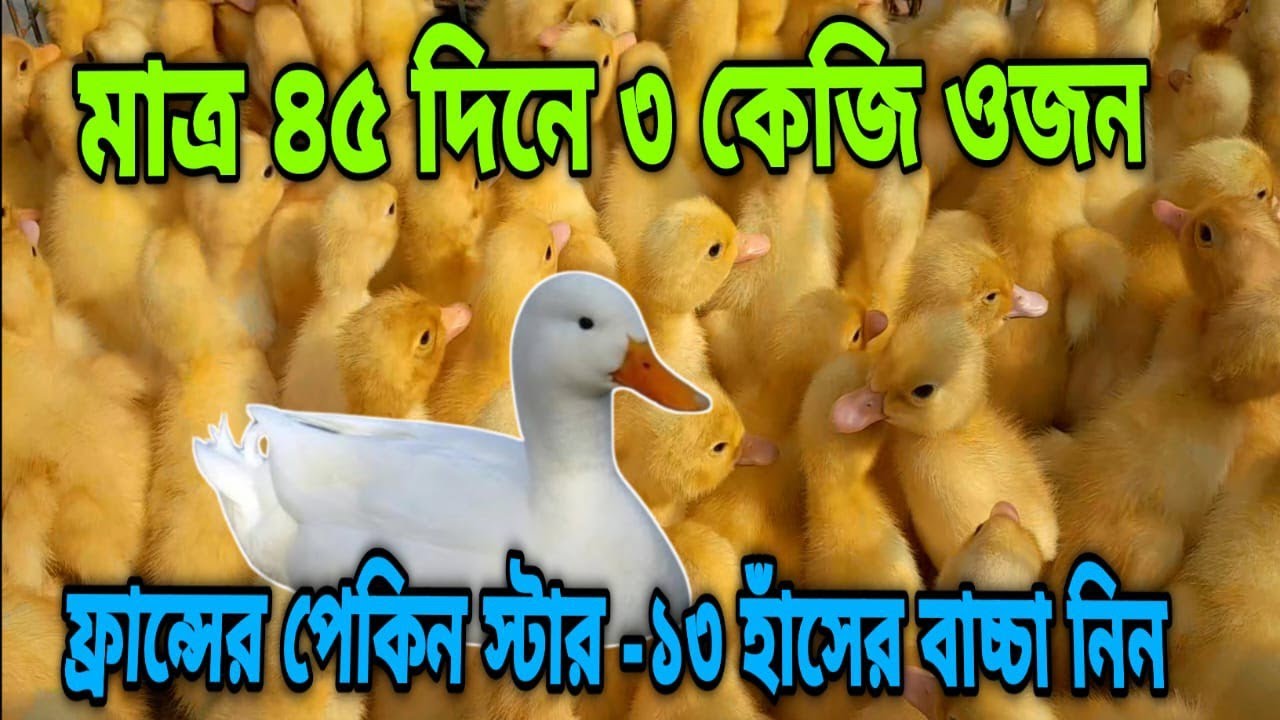 মাত্র 45 দিনে 3 কেজি ওজন হওয়া ফ্রান্সের পেকিন স্টার-১৩ হাঁসের বাচ্চা নিন।#ফ্রান্সের_প্যাকিং_স্টার 