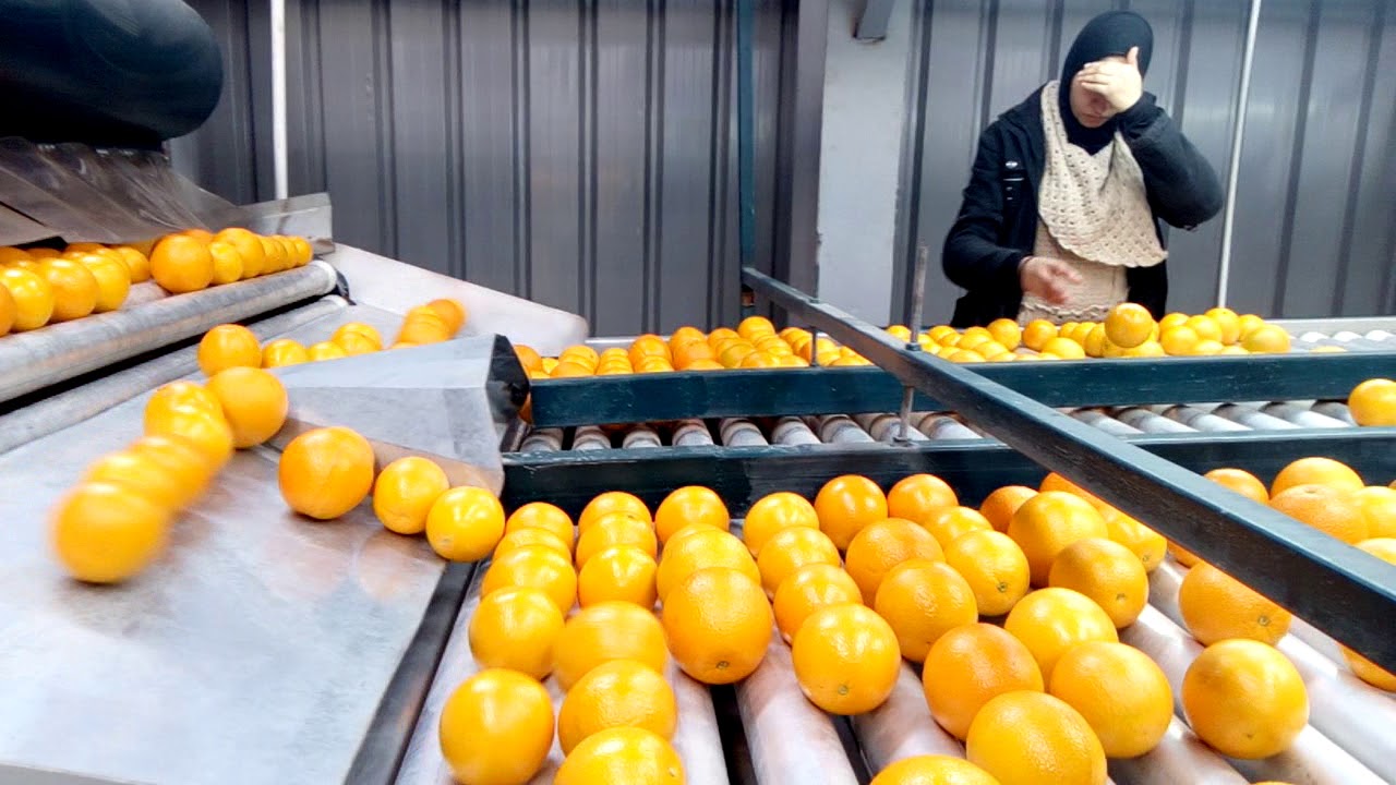 محطة تصدير موالح(1)
