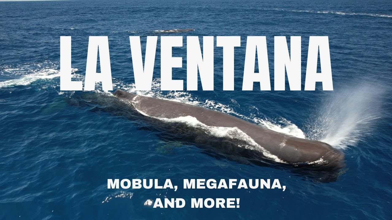 La Ventana Ocean Safari | Mobula Migration, Manta Rays, and Sperm Whales in the Sea of Cortez!