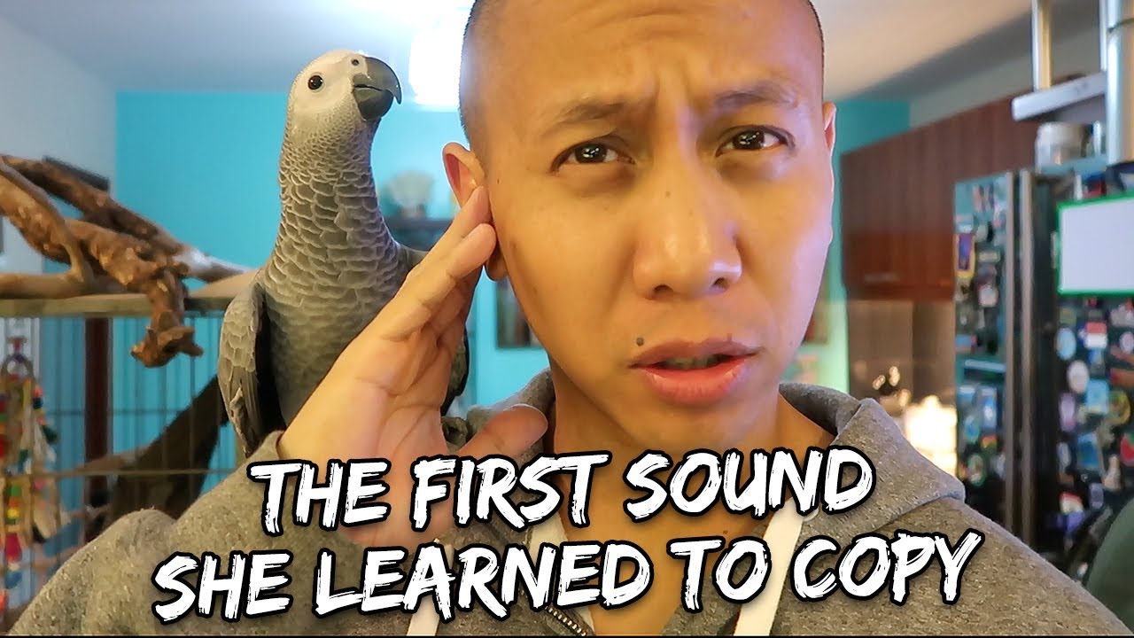 The First Sound My Parrot Learned to Copy - It's Not Good | Vlog #277
