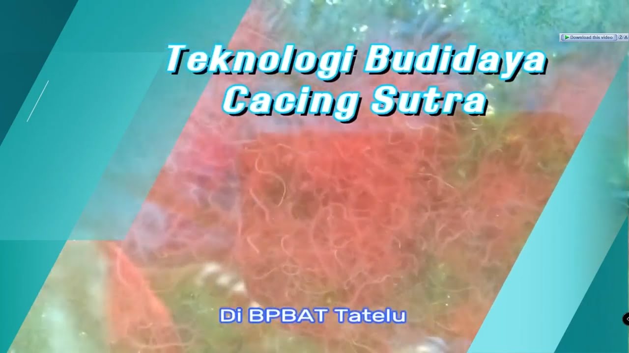 Budidaya Cacing Sutra di Bak Beton