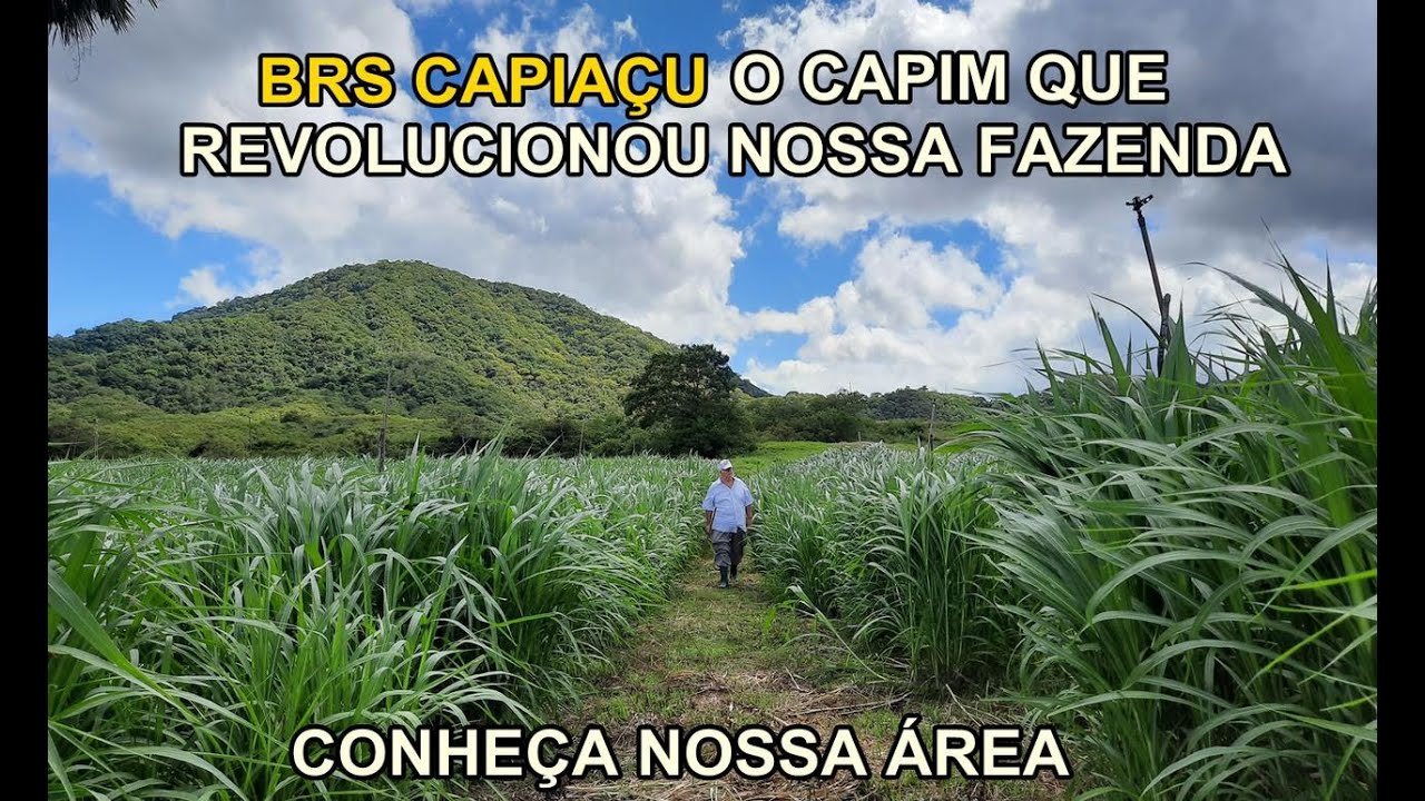 BRS CAPIAÇU: O CAPIM MAIS PRODUTIVO DO BRASIL! CONHEÇA NOSSA ÁREA