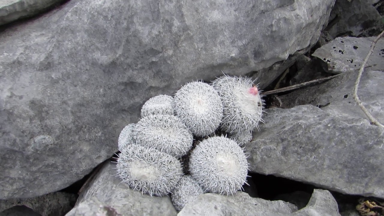 Epithelantha unguispina.