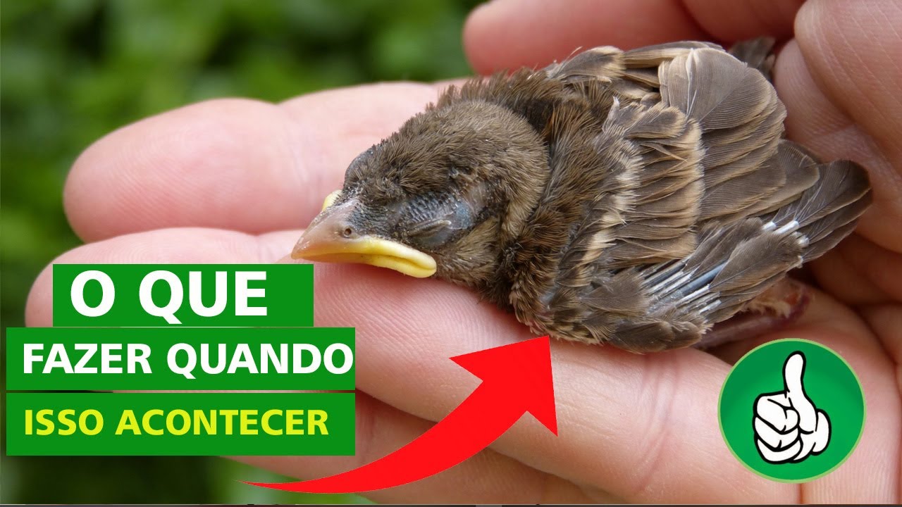 O Que posso Fazer em Relação a Isso?  Passarinhos que Caem do Ninho.
