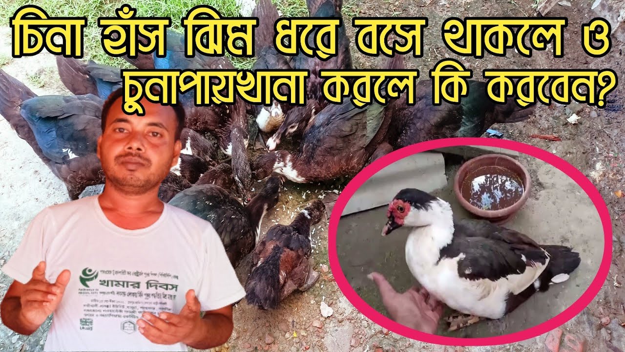 চিনা হাঁস ঝিম ধরে বসে থাকলে ও চুনাপায়খানা করলে কি করবেন? ।। J Krishi Tv
