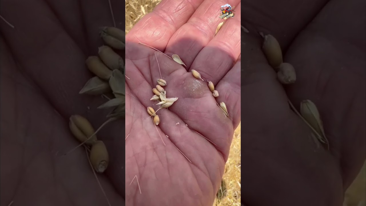 2023 Western Kentucky Wheat Harvest