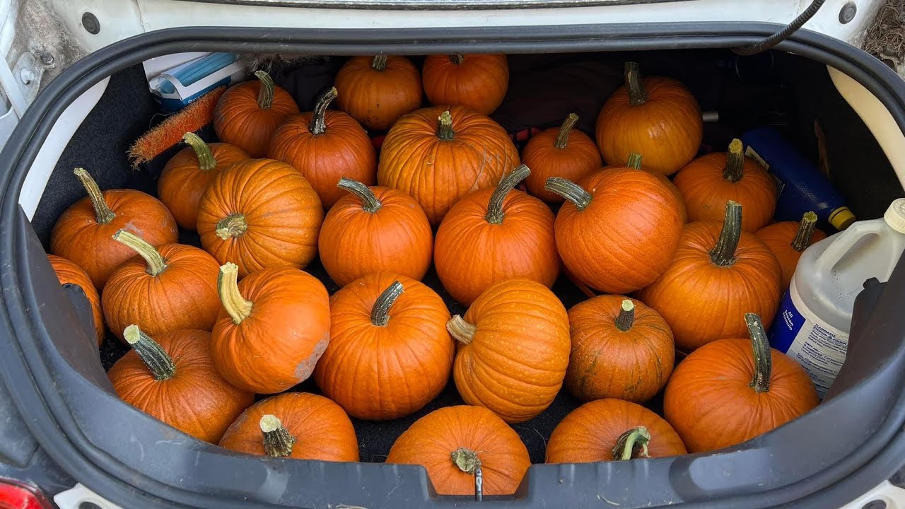 Pumpkin Jack Experiment from start to finish