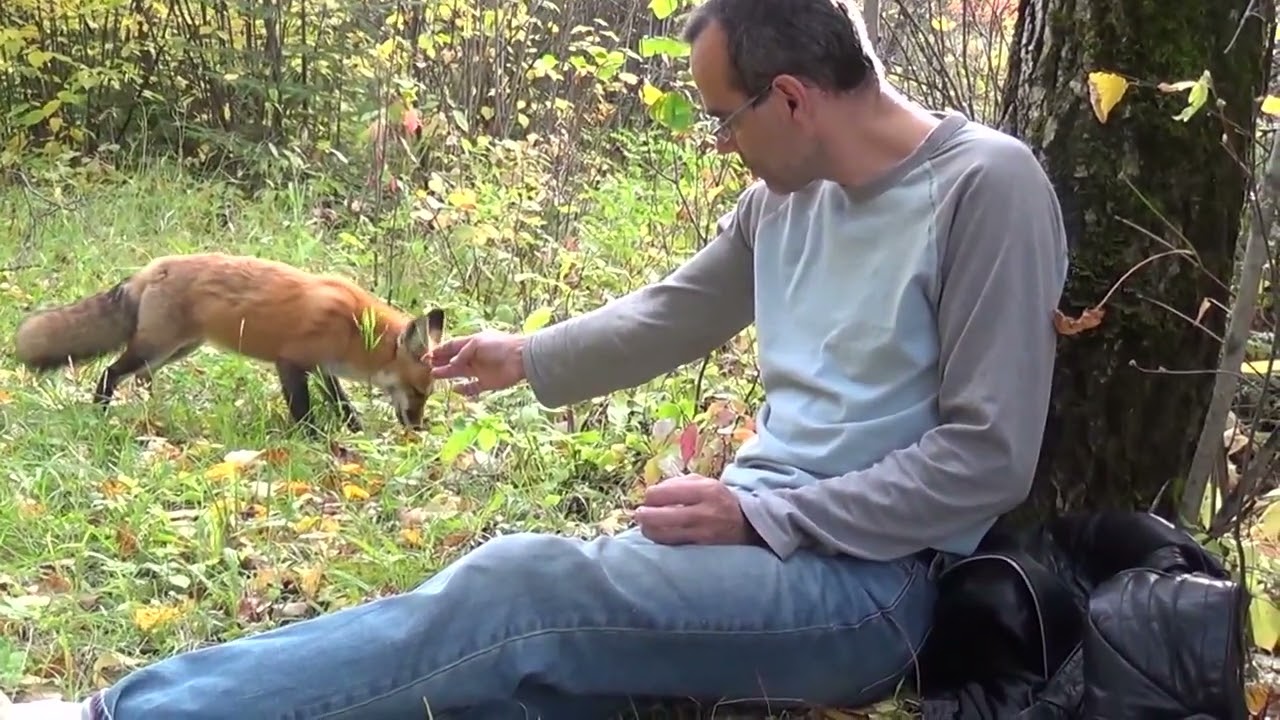 How to feed a wild fox