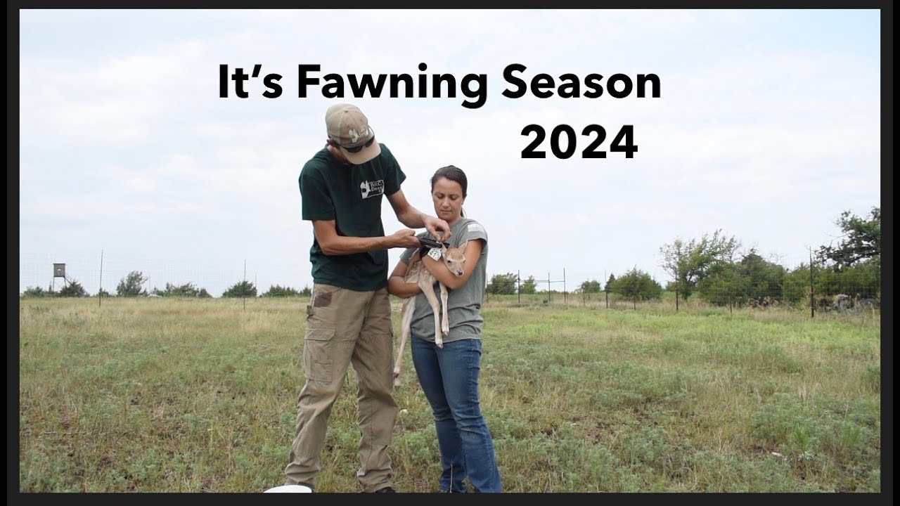 We had babies! Check out how fallow fawning season went. #deer #fawns #deerfarming