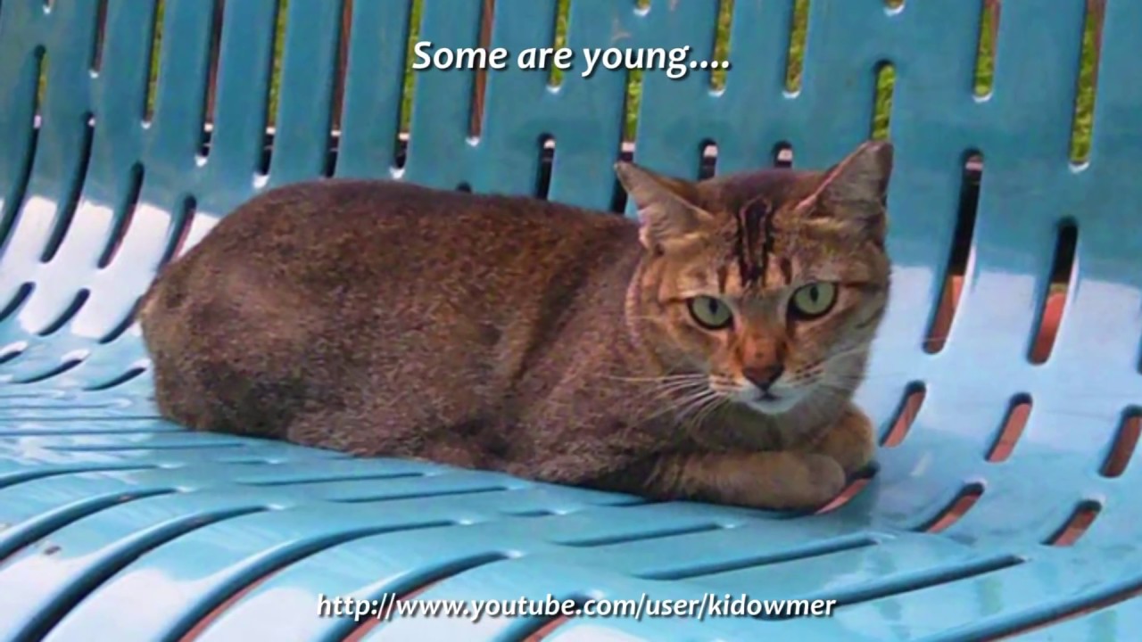 Community Cats Of Singapore