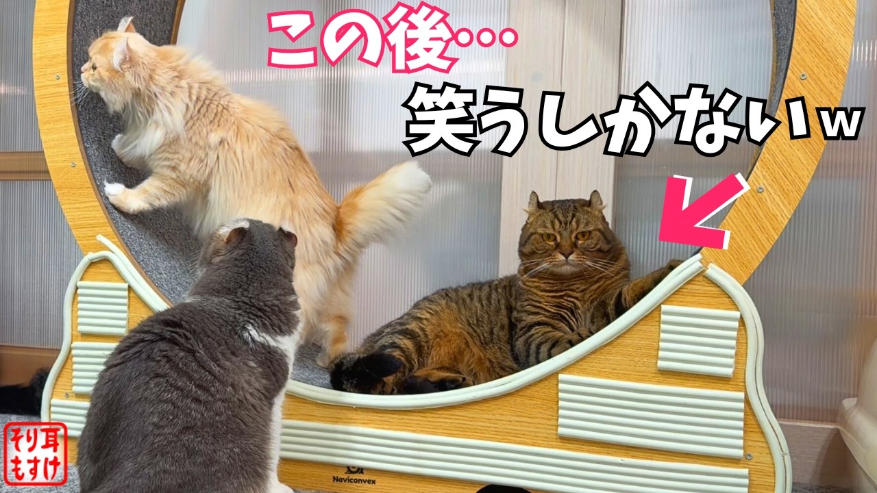 爆笑！まるで人間みたいなコントを始めた猫家族が面白すぎるｗ