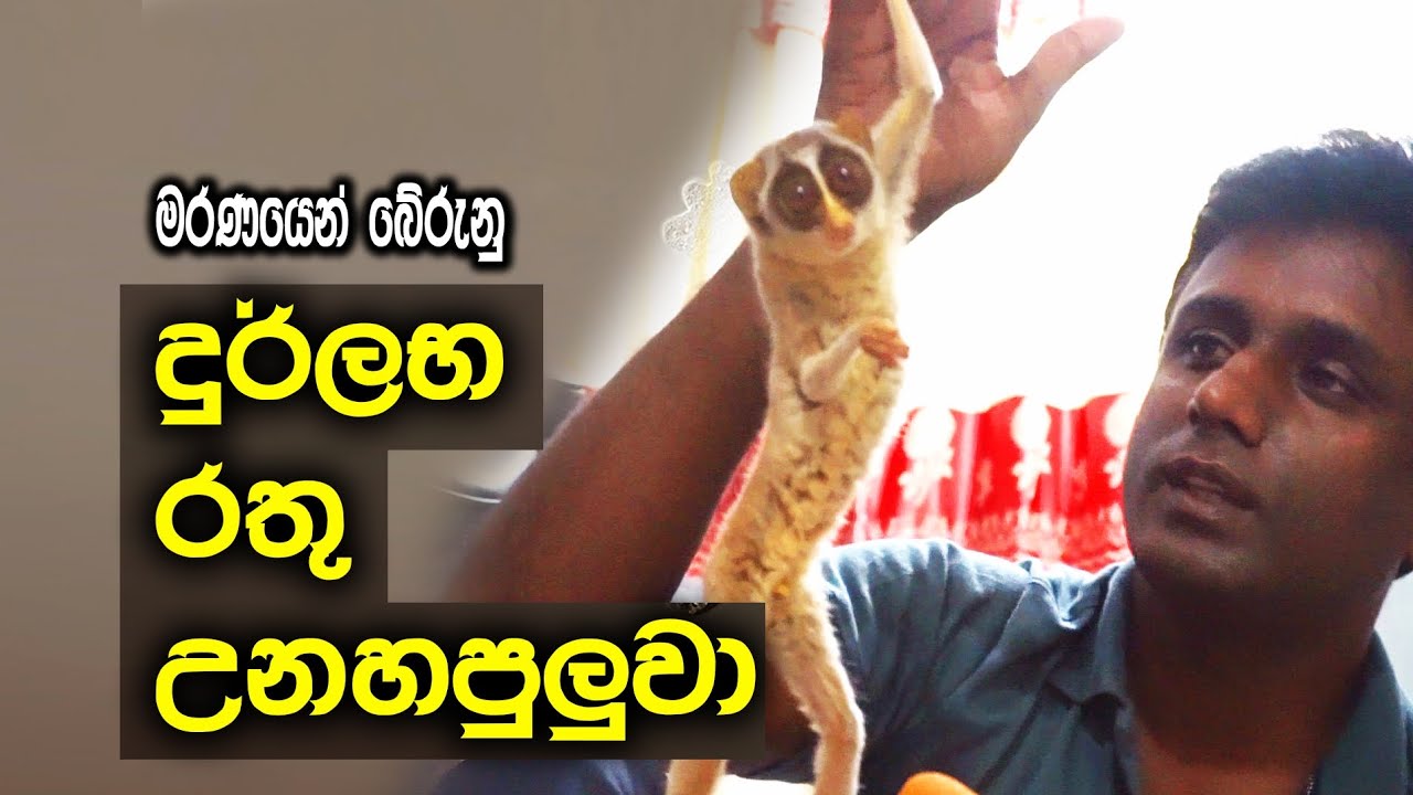 දුර්ලභ රතු උනහපුලුවා || Red Slender Loris ||  #unahapuluwa #Slender_Loris
