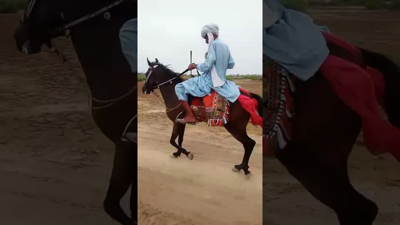 Old man riding on a mare #balochihorses #sindhihorses #pakistan #singlefooter #pacer