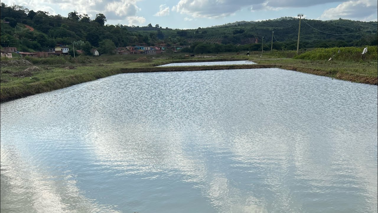 Iniciando a criação de 12 mil tilápias em 2 tanques escavados.