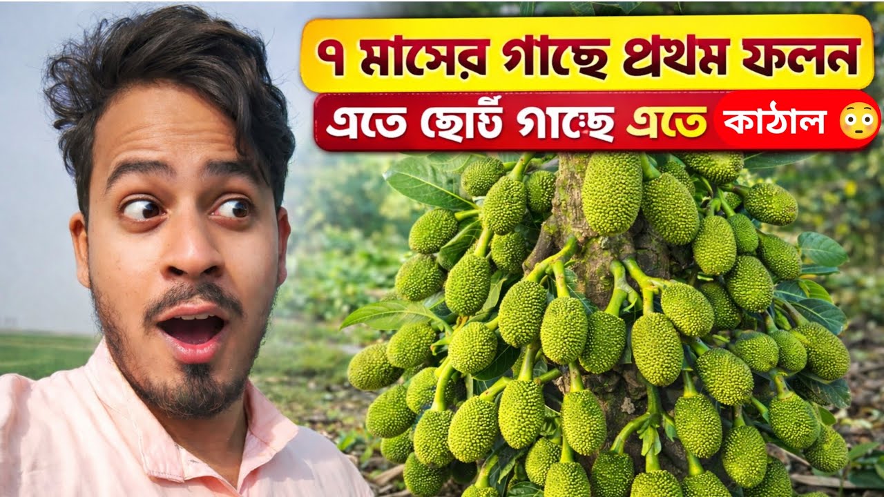 ৯ মাসের গাছে প্রথম ফলন! 😲এত ছোট গাছে এত কাঁঠাল—নিজের চোখে না দেখলে বিশ্বাস করা কঠিন 🌱