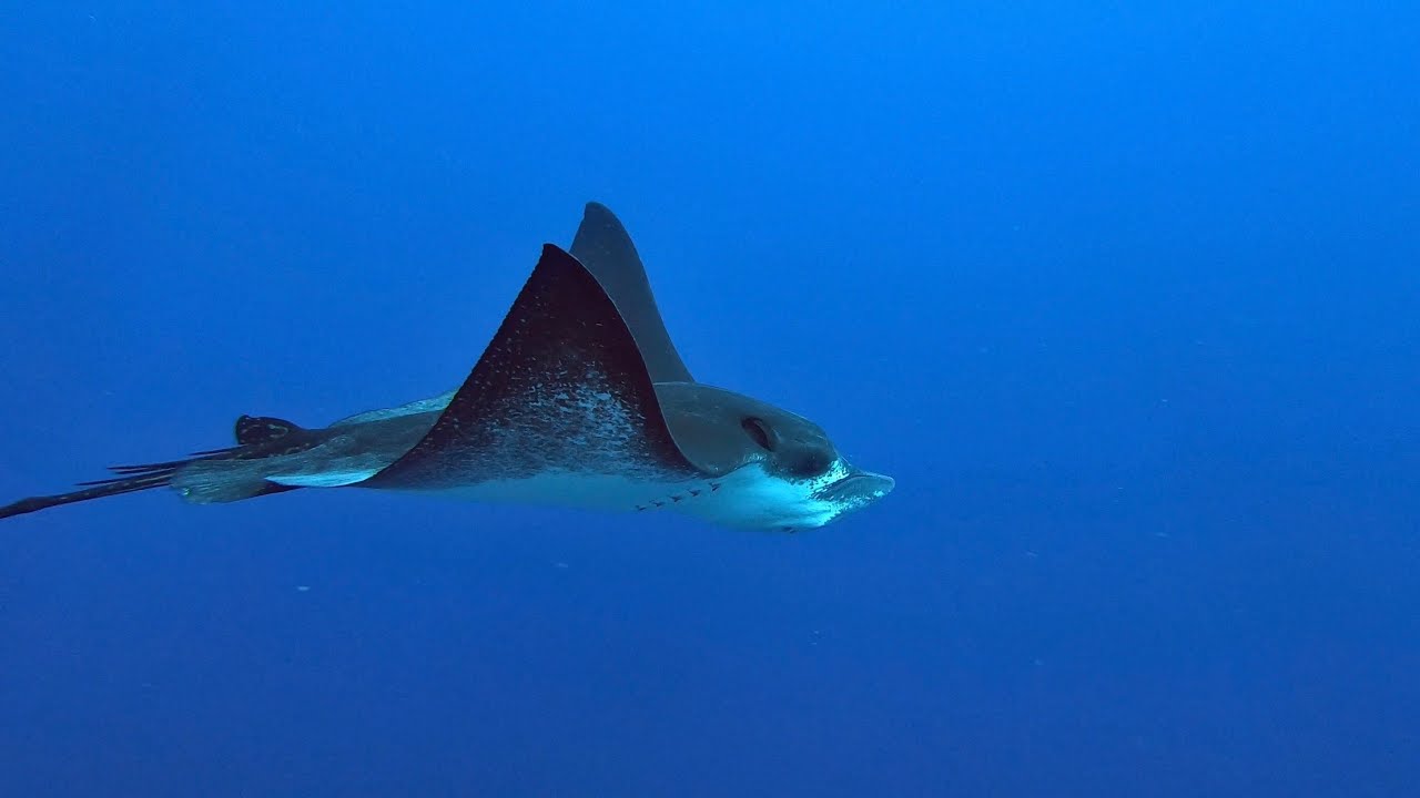 EMBUDU Adventures Under the Sea.      Boat  Dives or House Reef Dives 2020