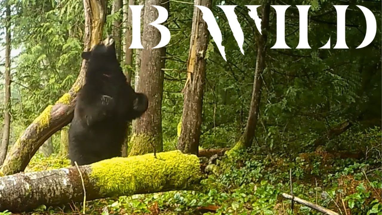 Columbia Brit&aacute;nica: Santuario de la Fauna Canadiense